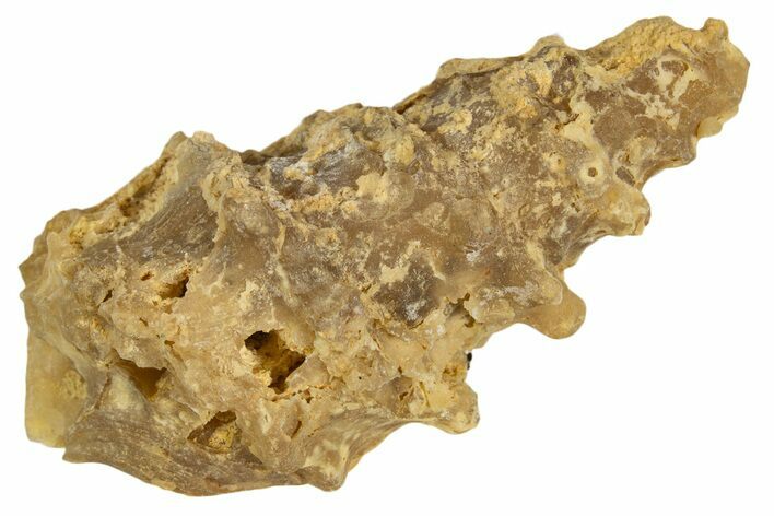 Agatized Gastropod (Cerithium?) Fossil - Morocco #338051